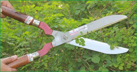 Hedge Shears